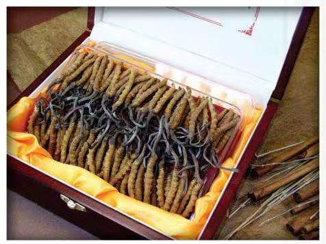 炉霍冬虫夏草回收